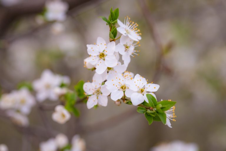 orange blossom