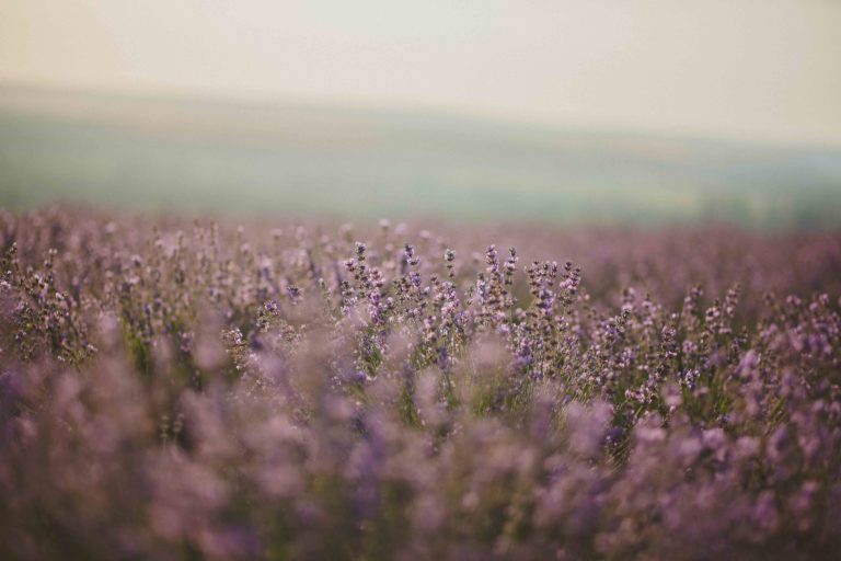 lavender fields